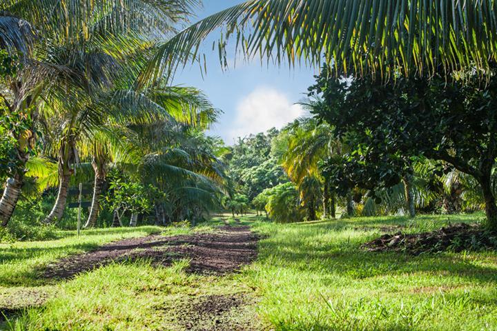 Kirpal Meditation And Ecological Center Pahoa Exterior foto